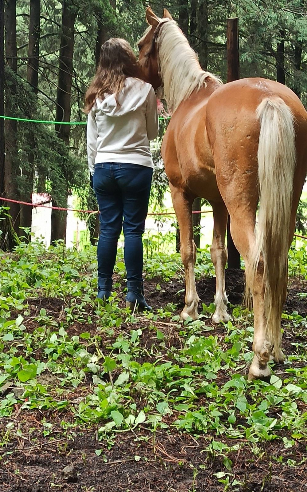 Encuentro con caballos en el bosque