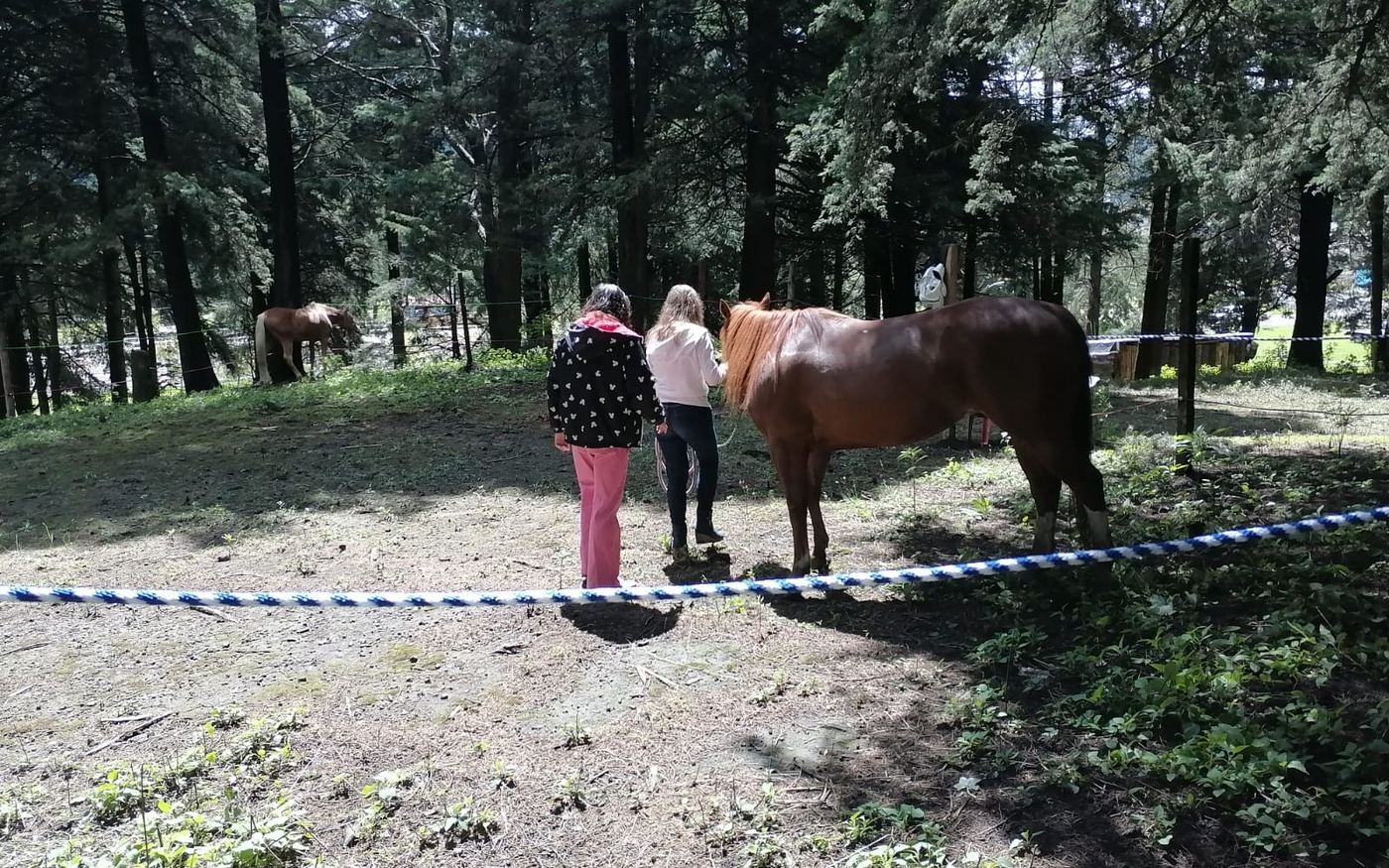 Trabajo terapéutico con caballos