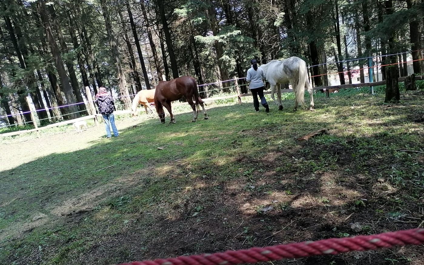 Experiencia con caballos en La Marquesa