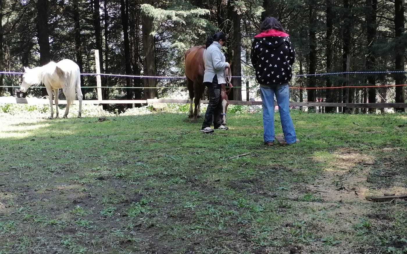 Proceso terapéutico con caballos